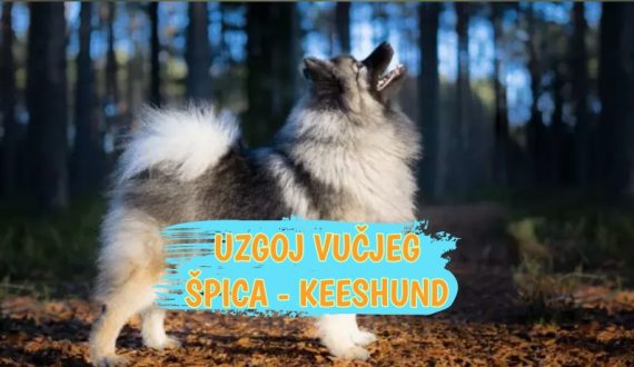 Uzgoj vučjeg špica - Keeshund