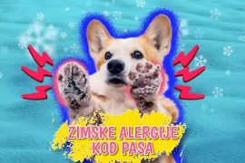 Zimske alergije kod pasa