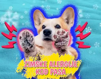 Zimske alergije kod pasa