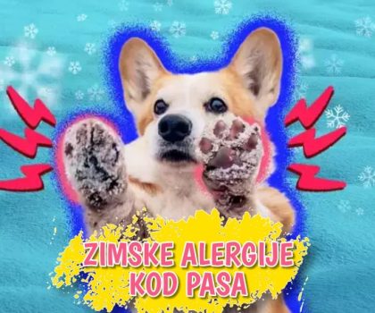 Zimske alergije kod pasa