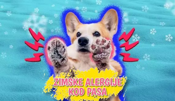 Zimske alergije kod pasa
