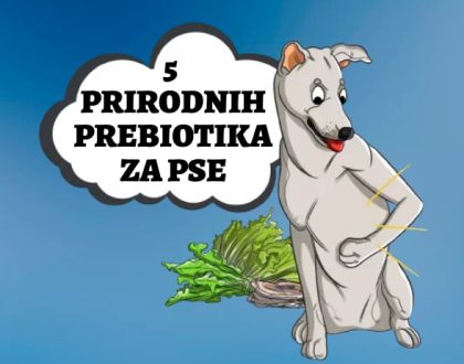 5 Prirodnih prebiotika za psa