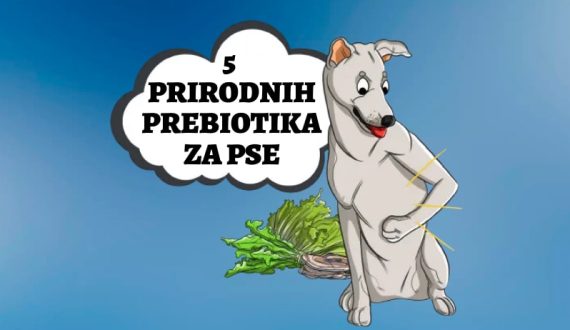 5 Prirodnih prebiotika za psa