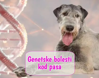 Genetske bolesti kod pasa