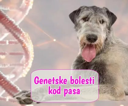 Genetske bolesti kod pasa