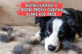 KUĆNI LIJEKOVI U BORBI PROTIV GUBITKA DLAKE KOD PASA