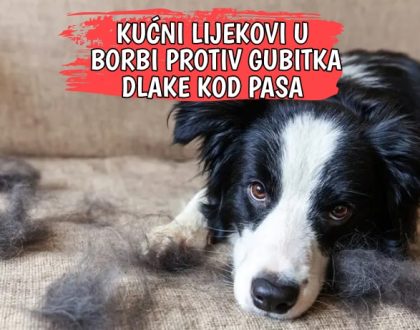 KUĆNI LIJEKOVI U BORBI PROTIV GUBITKA DLAKE KOD PASA