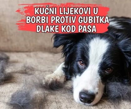 KUĆNI LIJEKOVI U BORBI PROTIV GUBITKA DLAKE KOD PASA