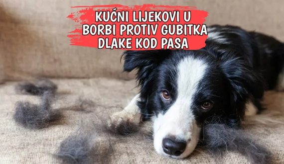 KUĆNI LIJEKOVI U BORBI PROTIV GUBITKA DLAKE KOD PASA