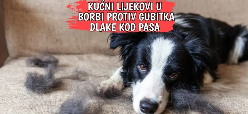 KUĆNI LIJEKOVI U BORBI PROTIV GUBITKA DLAKE KOD PASA