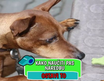 Kako naučiti psa naredbu ostavi to