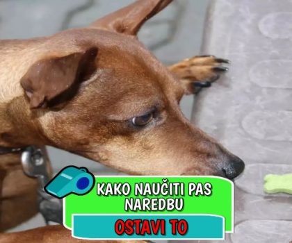 Kako naučiti psa naredbu ostavi to