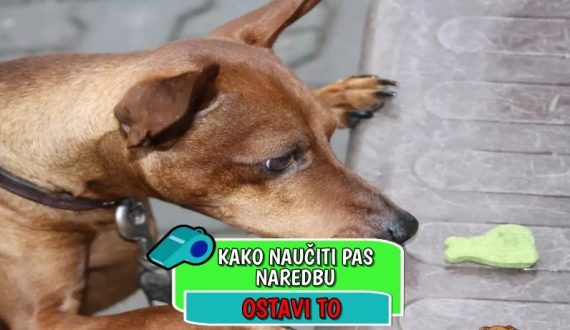 Kako naučiti psa naredbu ostavi to