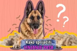 Kako spriječiti linjanje pasa