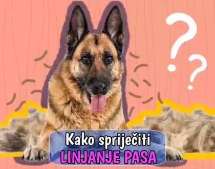 Kako spriječiti linjanje pasa