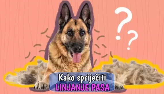 Kako spriječiti linjanje pasa