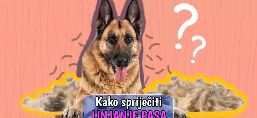Kako spriječiti linjanje pasa
