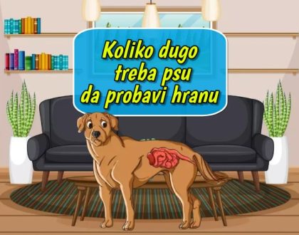 Koliko dugo treba psu da probavi hranu