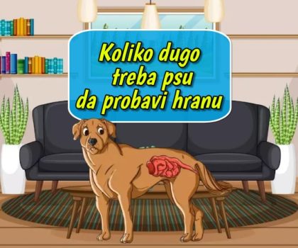 Koliko dugo treba psu da probavi hranu