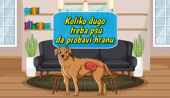 Koliko dugo treba psu da probavi hranu