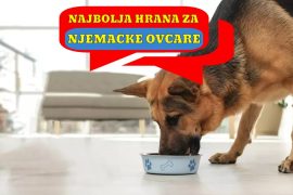 Najbolja hrana za Njemačke Ovčare