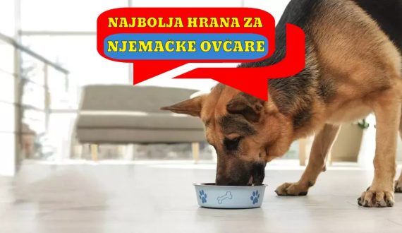 Najbolja hrana za Njemačke Ovčare
