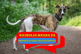 Najbolja hrana za Whippete ili male engleske hrtove