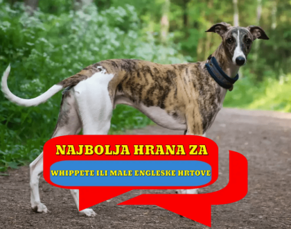 Najbolja hrana za Whippete ili male engleske hrtove