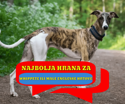 Najbolja hrana za Whippete ili male engleske hrtove
