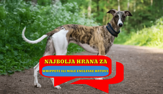 Najbolja hrana za Whippete ili male engleske hrtove