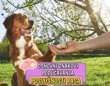 Osnovni znakovi podučavanja poslušnosti pasa