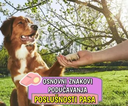 Osnovni znakovi podučavanja poslušnosti pasa