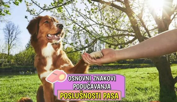 Osnovni znakovi podučavanja poslušnosti pasa