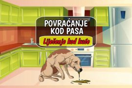 Povraćanje kod pasa_liječenje kod kuće