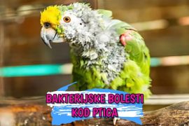 Bakterijske bolesti kod ptica