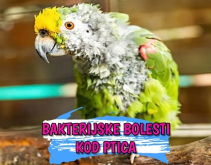 Bakterijske bolesti kod ptica