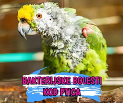 Bakterijske bolesti kod ptica