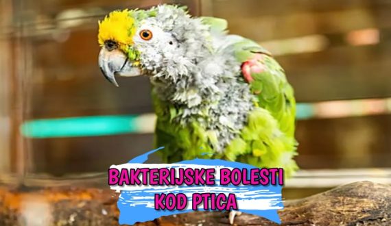 Bakterijske bolesti kod ptica