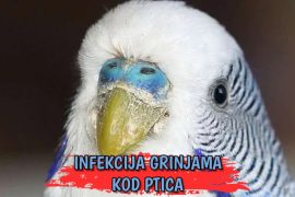 Infekcija grinjama kod ptica