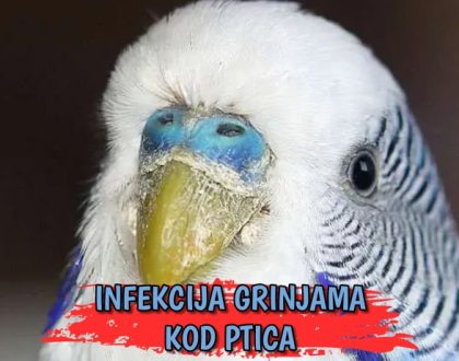 Infekcija grinjama kod ptica