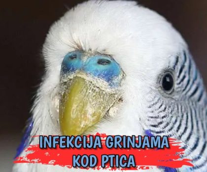 Infekcija grinjama kod ptica