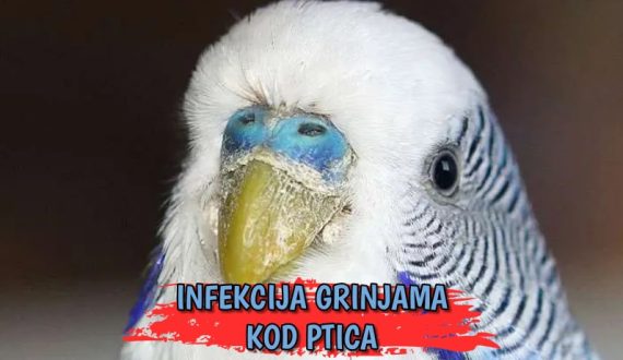 Infekcija grinjama kod ptica