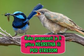 Kako prepoznati je li ptica nesretna ili pod stresom
