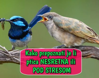 Kako prepoznati je li ptica nesretna ili pod stresom