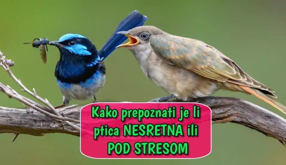 Kako prepoznati je li ptica nesretna ili pod stresom