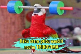 Kako staru pticu naučiti novim trikovima