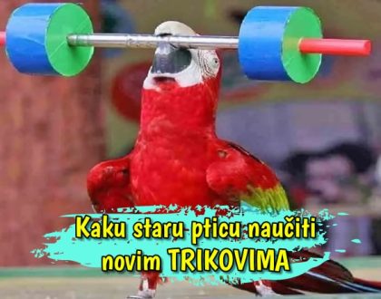 Kako staru pticu naučiti novim trikovima