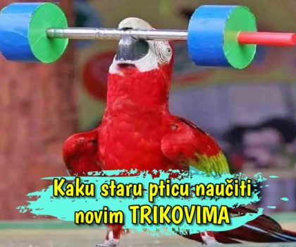 Kako staru pticu naučiti novim trikovima