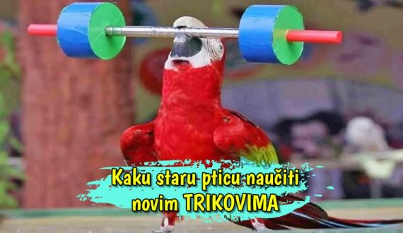 Kako staru pticu naučiti novim trikovima