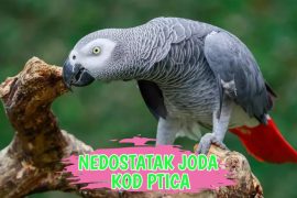 Nadostatak Joda kod ptica